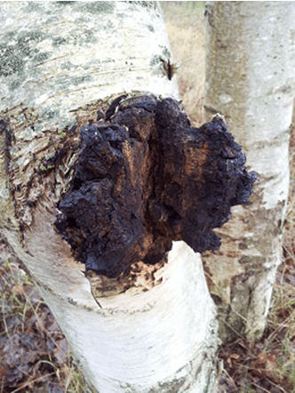 chaga