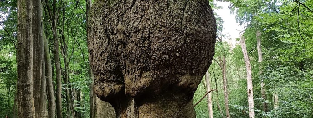 Queeste in Naturasofie